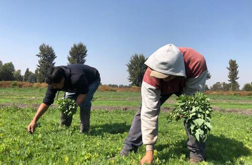 Productores de esta hortaliza nativa de San Andrés Mixquic en la Ciudad de México.