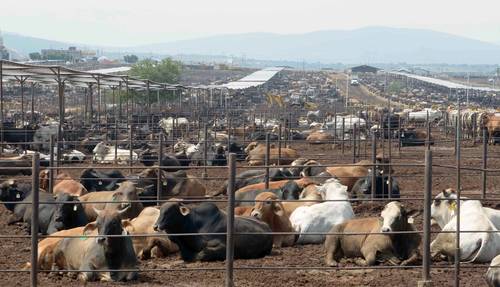 De enero al 23 de diciembre las exportaciones de carne a Estados Unidos fueron de 251 mil 747 toneladas métricas, 14 por ciento más que las del año pasado.