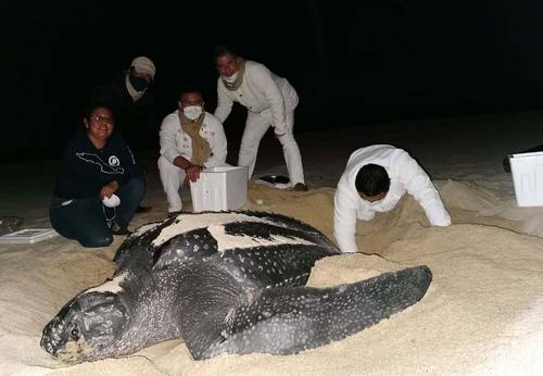 Protegen desove de una tortuga laúd de media tonelada en BCS