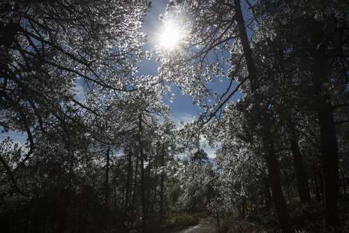 En la áreas forestales viven 10.9 millones de personas. La mayoría en condiciones de pobreza y marginación .