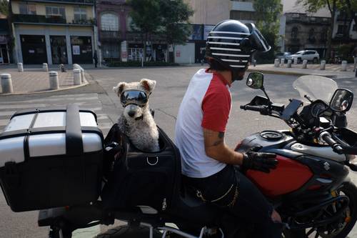 No hay mejor recompensa que hacer feliz al gran amigo del humano.