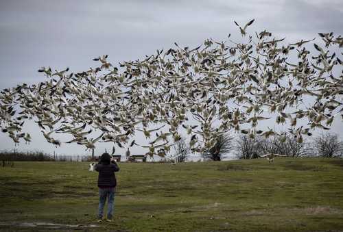 Gansos de la nieve vuelan sobre el parque Garry Point de Richmond, Columbia Británica, en una imagen de ayer. Los gansos nivales se distribuyen a lo largo de la costa del Pacífico para alimentarse durante el invierno en los estuarios ribereños del sur de esa región canadiense hasta el norte de California. El Ministerio del Medio Ambiente de Columbia Británica calcula que 100 mil ejemplares de esta ave se refugian en el delta del río Fraser cada invierno, para luego viajar a Siberia, donde se reproducen.