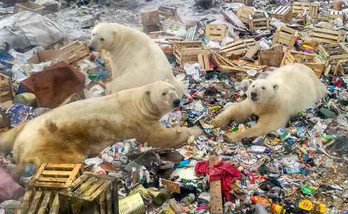 Osos polares se alimentan en un basurero cerca de la aldea de Belushya Guba, en el remoto archipiélago del norte de Rusia Novaya Zemlya.