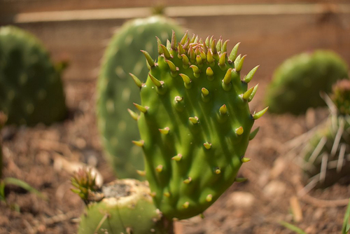Cultivo de nopales orgánicos en huerto urbano de Ecatepec de Morelos.  Armando Olivo