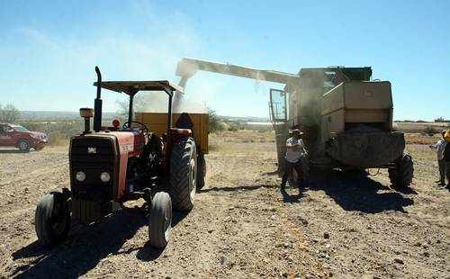 Campesinos del municipio de Río Grande, en la región frijolera del estado de Zacatecas, realizan el corte y trilla de sus cosechas en un ciclo agrícola de severo estiaje.