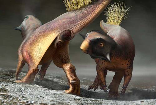 Las características de la cloaca del pequeño dinosaurio Psittacosaurus hace pensar a los expertos que atraía a sus parejas como lo haría un perro.