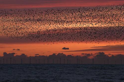 Durante el invierno los estorninos vuelan en grandes parvadas para buscar alimento y protegerse de los depredadores y, al mismo tiempo, realzan la belleza de los atardeceres, como se pudo ver ayer en la playa de Brighton, al sur de Inglaterra.