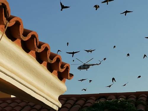 Helicópteros del Ejército Mexicano sobrevolaron la tarde de este viernes la zona donde fueron asegurados dos inmuebles, en la colonia Las Quintas, en Culiacán, Sinaloa, donde presuntamente se almacenaban diversas drogas. Elementos de la Guardia Nacional y de la policía estatal resguardaron el lugar.