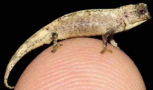 El Brookesia nana macho llega a medir sólo 16 milímetros, las hembras pueden ser más largas.