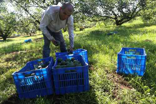 Uno de los picos más altos en el consumo de aguacates mexicanos se da durante el Supertazón.