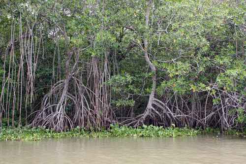 En 5 años, México recuperó 16.7% de superficie de mangle: Conabio