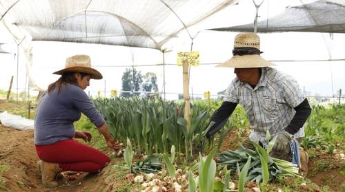 
<br>Mujeres mueven la industria de la floricultura en el estado de México