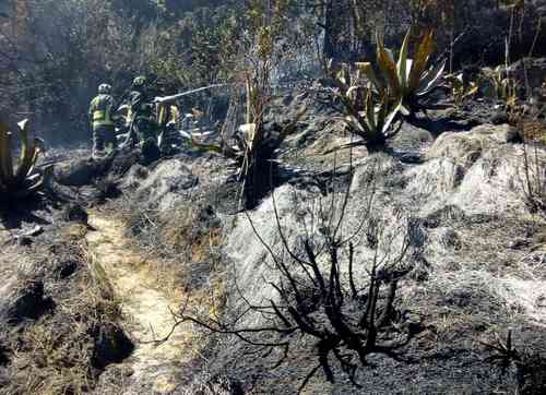 Ayer por la tarde se incendió un pastizal en un paraje sobre la autopista México-Toluca, colonia Las Maromas, en Cuajimalpa, sin que se registraran heridos.