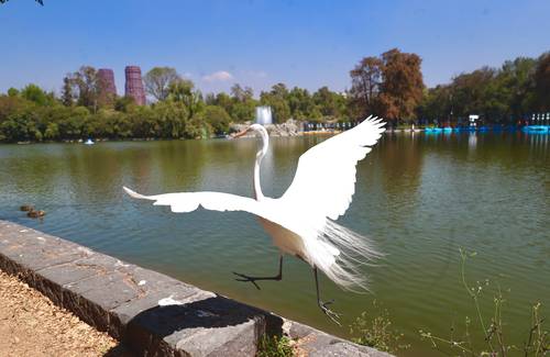 Una garza alza el vuelo en estos días de tranquilidad que se viven en el lago de Chapultepec ante la falta de visitantes.