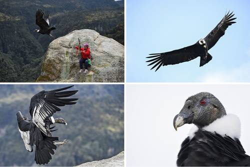 Cóndor andino (Vultur gryphus) vuela en el Parque Nacional Natural Puracé, en Puracé, Colombia. Es un ave sagrada para las comunidades indígenas y es quien les lleva mensajes sobre diferentes sucesos.