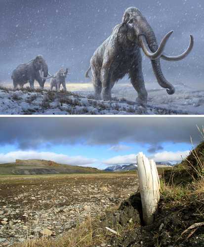 Ilustración de la especie esteparia. Abajo, colmillo de un mamut lanudo que emerge del permafrost en la isla Wrangel, en Siberia.