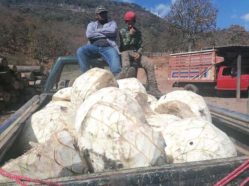 Trabajadores de la destilería (también conocida como vinata) ubicada en el poblado de Puerto El Bálsamo, municipio de Coyuca de Catalán, Guerrero, quienes han visto afectada su producción de mezcal por la incursión y ataques de grupos criminales.