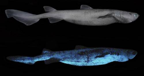 En Nueva Zelanda descubrieron tres especies de tiburones que brillan en la oscuridad, revela un estudio publicado por Frontiers in Marine Science. Conocidos como “cometa”, “linterna de vientre negro” y “linterna del sur”, prueban la presencia de bioluminiscencia en esta especie, informó Prensa Latina. La imagen fue captada por el biólogo marino Jérôme Mallefet, de la Universidad Católica de Lovaina, en Bélgica
