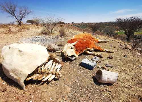 El estiaje, que se ha prolongado más de siete meses, ha causado graves daños en el sector agropecuario de Zacatecas. Debido a la falta de alimento y agua, el ganado ha comenzado a morir de sed y enfermedades en las comunidades El Molino y Las Chilitas, a un costado de la carretera Zacatecas-Jerez, reportaron criadores.