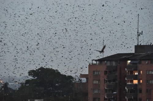 En Abidjan, Costa de Marfil, una colonia de murciélagos sobrevuela un edificio. Científicos aseguran que estos animales son parte crucial de la cadena alimentaria.