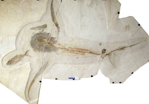 Tiburón alado recorrió mar del noreste de México hace 93 millones de años