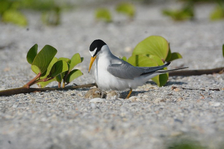 Nido de charrán mínimo en Playa Norte.  Luis E. Benítez Orduña