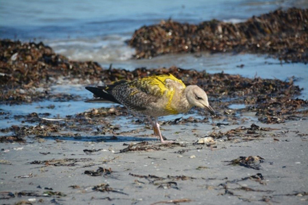 Gaviota plateada, especie migratoria. Luis E. Benítez Orduña