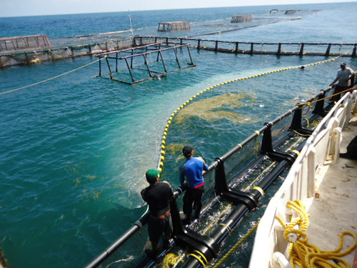 Proyecto de cultivo de corvina roja en jaulas flotantes en Campeche.  Nicolás Vite