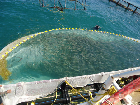 Corvina roja en jaulas flotantes en Campeche.  Nicolás Vite