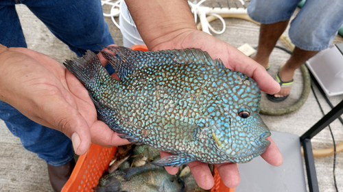 Mojarra copetona especie tamaulipeca en peligro.  Gerardo Amador Cano