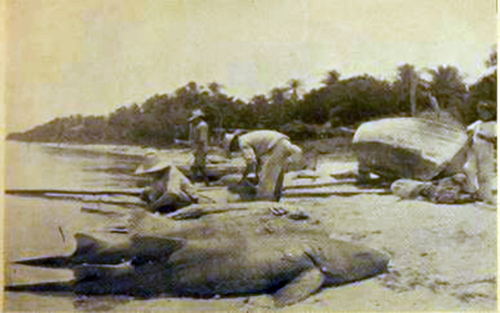 La pesca de tiburón en Campeche.  De la Peña, 1942