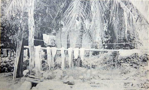 Tiburón secado al sol. Imagen tomada en Champotón, Campeche.  Campos Mendoza, 1982