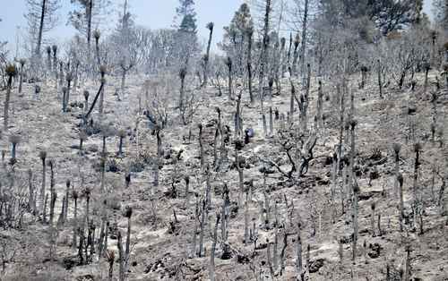 El incendio forestal en la Sierra de Santiago, en Nuevo León, ha consumido desde el martes más de mil 400 hectáreas y afectado a nueve comunidades del estado.