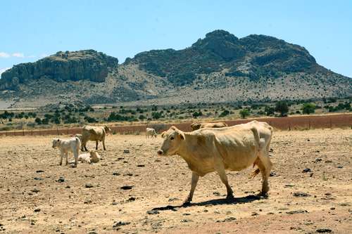 Padece el campo zacatecano una de las peores sequías en décadas