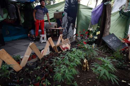 Cual invernadero, en el campamento instalado por integrantes de la Asamblea Cannábica en la glorieta Chilpancingo se cultiva plantas de mariguana en macetas para su consumo y venta.