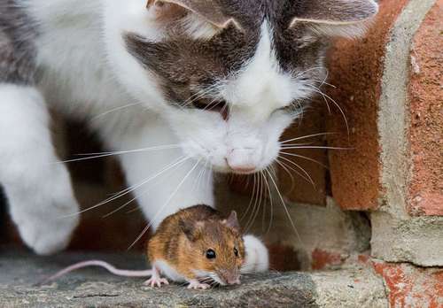 La investigación realizada con roedores arroja luz por primera vez sobre por qué las situaciones de tensión pueden provocar ese problema.