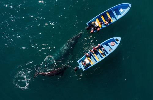 Una reducción de los contagios de Covid-19 ha impulsado el turismo de avistamiento de ballenas en México. Cada año, cientos de cetáceos grises del norte viajan miles de kilómetros desde Alaska hasta las lagunas de reproducción de la península de Baja California, parte del Santuario El Vizcaíno, reserva de la biosfera y patrimonio de la humanidad, declarado por la Unesco.