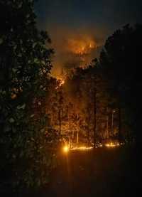Afecta incendio área de tala ilegal en la Tarahumara