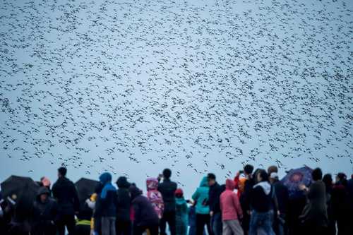 Espectáculo brindado por aves migratorias en un humedal próximo al río Yalu en Dandong, en la provincia nororiental china de Liaoning.
