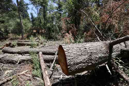 
<br>Alista el gobierno operativos contra la tala ilegal en Tlalpan y Milpa Alta