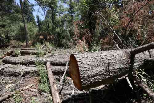 Tala ilegal en la zona boscosa de Santa Ana Tlacotenco, en la alcaldía Milpa Alta, pese a la vigilancia de habitantes de la comunidad.