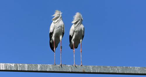 Durante 16 años, parejas de cigüeñas han construido sus nidos y dado a luz a sus crías en las antiguas instalaciones de una empresa en Kirchheim, Alemania. La compañía colocó plataformas adicionales para esas aves en una grúa que iba a ser desmantelada.