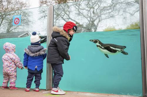 Después de varios meses en confinamiento, el gobierno británico permite actividades al aire libre. En la imagen, el Zoológico de Londres en Regent’s Park.