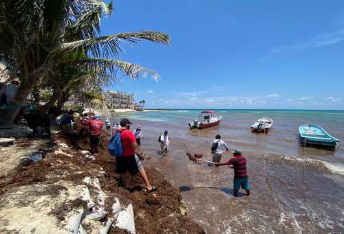 Cuadrillas de trabajadores de limpieza retiran grandes cantidades de sargazo que arribaron en días recientes a la zona conocida como El Recodo, en Playa del Carmen, Quintana Roo.