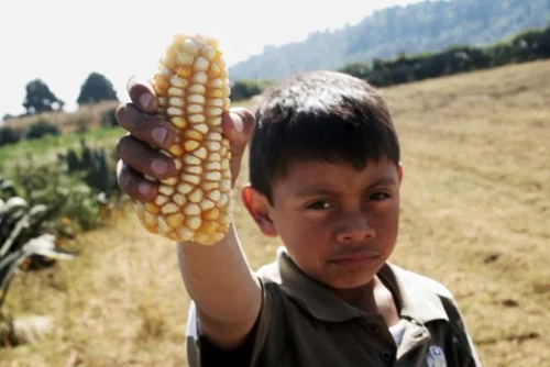 Defendel la milpa.