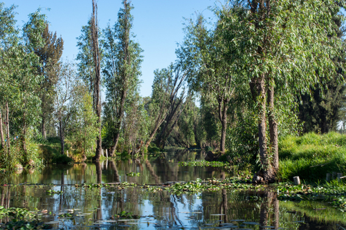 Canales de Xochimilco.  David Rivero Fragoso