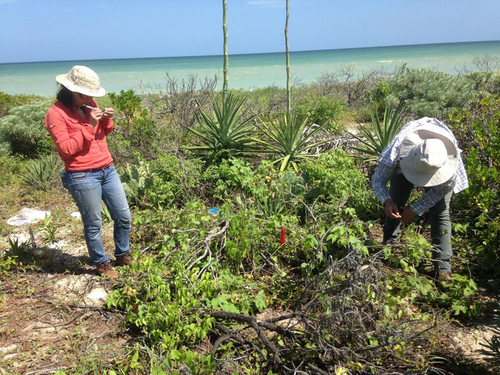 Investigación de las consecuencias de la presencia de transgenes en poblaciones silvestres de algodón en la Península de Yucatán. Estudiantes del laboratorio de Genética de la conservación del Jardín Botánico del IB-UNAM. Ana Wegie