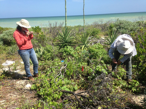 Investigación de las consecuencias de la presencia de transgenes en poblaciones silvestres de algodón en la Península de Yucatán. Estudiantes del laboratorio de Genética de la conservación del Jardín Botánico del IB-UNAM.  Ana Wegie