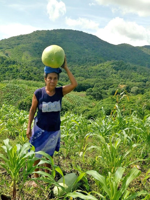 Diversificación de cultivos, sinónimo de biodiversidad alimentaria. La Lima, Coyuca de Benítez, Guerrero.  Marcos Cortez