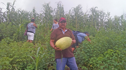 La agricultura familiar campesina, base fundamental de las milpas agroecológicas en Coyuca de Benitez. Marcos Cortez